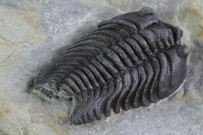 Bargain, Lemureops Kilbeyi Trilobite - Fillmore Formation, Utah #94747